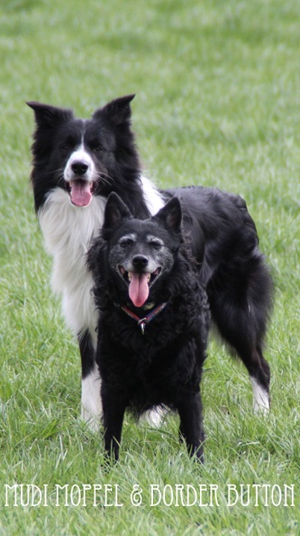 Bild "Button-BLOG 2012:Button-Moppel-2012.jpg"