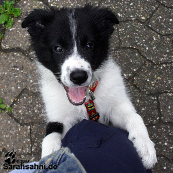Bild "BUTTON - unser Border:BabyButton_2009_X001.jpg"