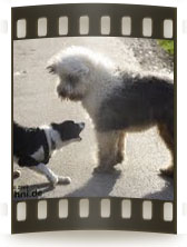 Bild "BUTTON - unser Border:ButtonIMG2009-10-25_027-Kopie.jpg"