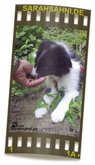 Bild "BUTTON - unser Border:Button_FI_IMG2009-08-09_005LOW.jpg"