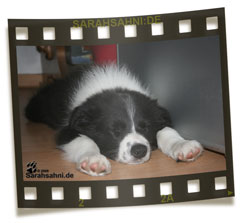 Bild "BUTTON - unser Border:Button_FI_IMG2009-08-09_024LOW.jpg"