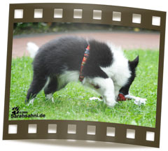 Bild "BUTTON - unser Border:Button_FI_IMG2009-08-13_008LOW.jpg"
