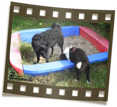 Bild "BUTTON - unser Border:Button_FI_IMG2009-08-14_109LOW.jpg"