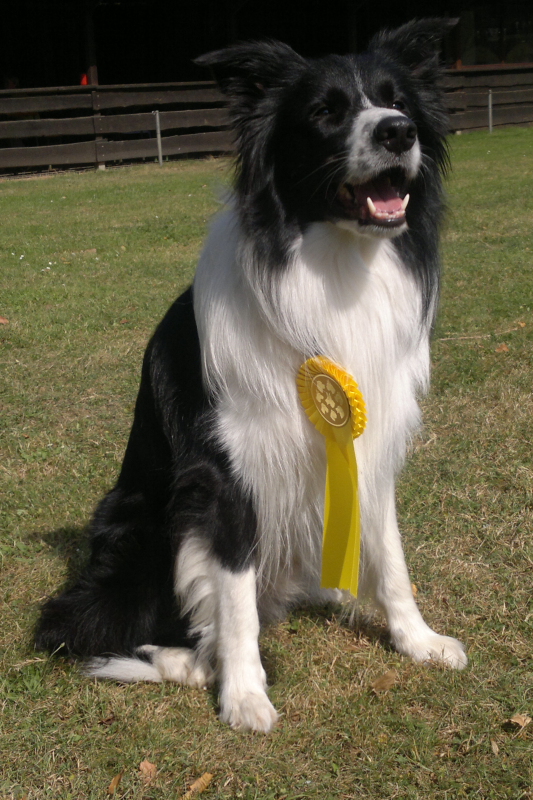 Bild "HUNDESPORT-ERFOLGE:2012-09-09-606_Button_800x.JPG"